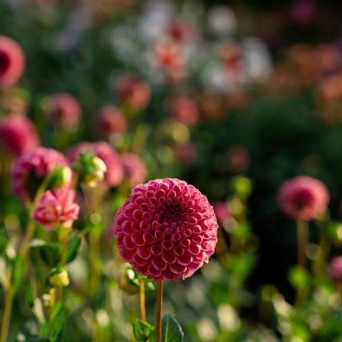 Affordable dahlia tubers for gardeners looking to grow more cut flowers