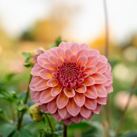 Bulk dahlia tubers for sale online for home gardeners and flower farmers