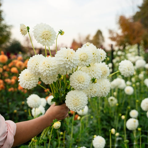 Bulk mystery dahlia tuber bundles for gardeners and small flower farms