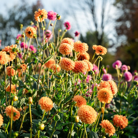 Colorful cut-flower dahlias for gardeners and beginning flower farmers