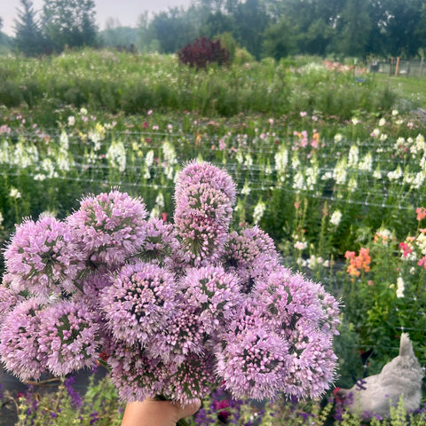 Bouquet of purple flowers held in front of a field with various flowers and a chicken.