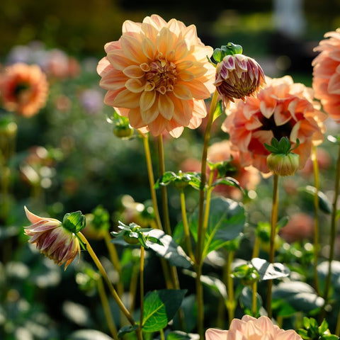 Colorful cut-flower dahlias grown at First Roots Farm for garden bouquets