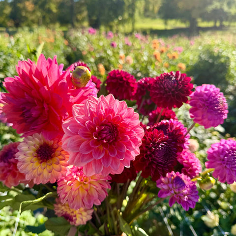 Dahlia tubers for growing colorful blooms in backyard cutting gardens