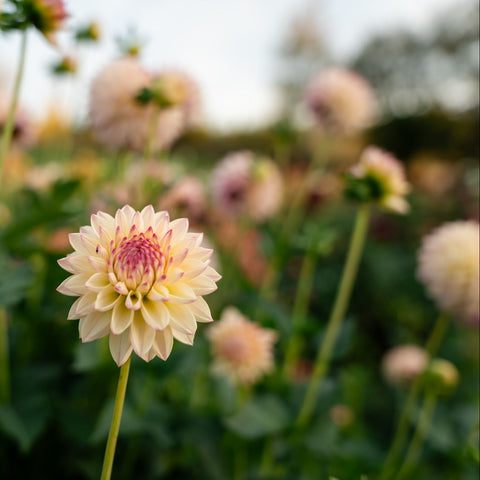 Dahlia tubers for growing colorful flowers in home gardens and backyard cutting gardens