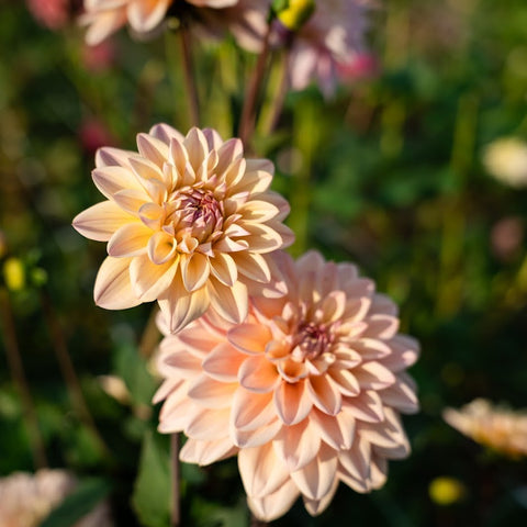 Divided dahlia tubers with visible eyes for planting in spring