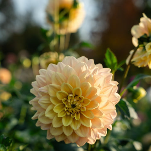 Dahlia varieties grown for cutting and arranging fresh garden flowers