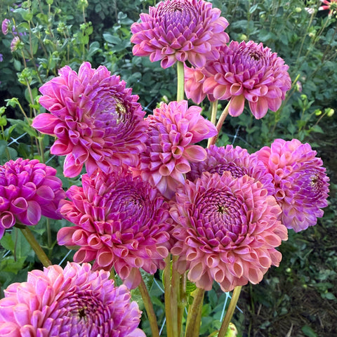 Fall mystery dahlia tuber sale featuring cut-flower varieties for home gardeners