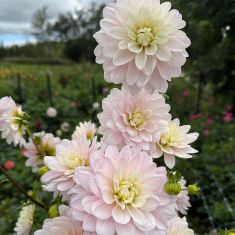 Silver Years Dahlia Mystery dahlia tuber bundles shipped in fall for gardeners and flower farmers