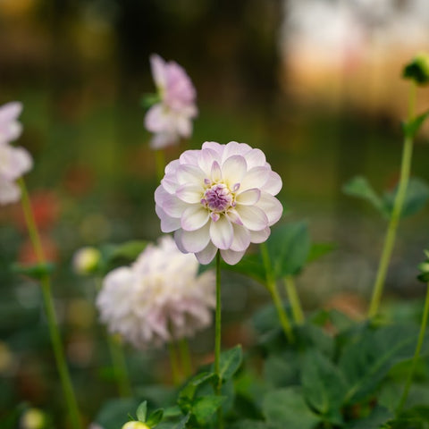 Mystery dahlia tuber bundles available for fall shipping to home gardeners
