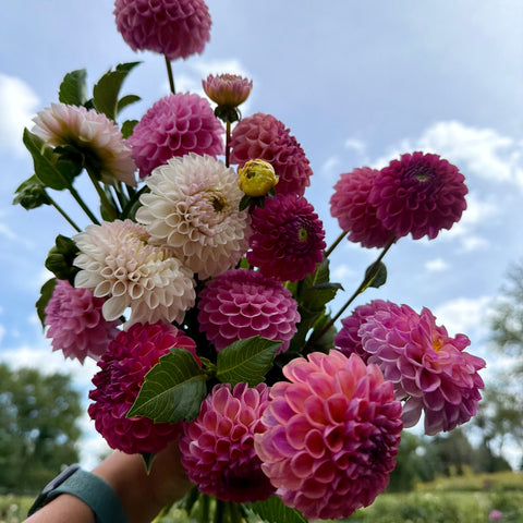 Mystery dahlia tubers available for fall shipping from First Roots Farm