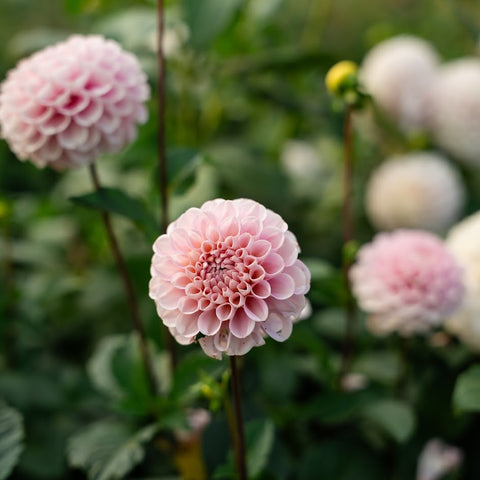 Field-grown dahlia tubers ready for planting next spring