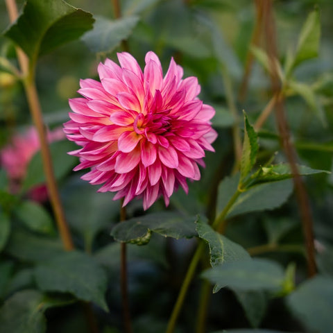 Freshly harvested dahlia tubers from First Roots Farm in Oconomowoc, Wisconsin