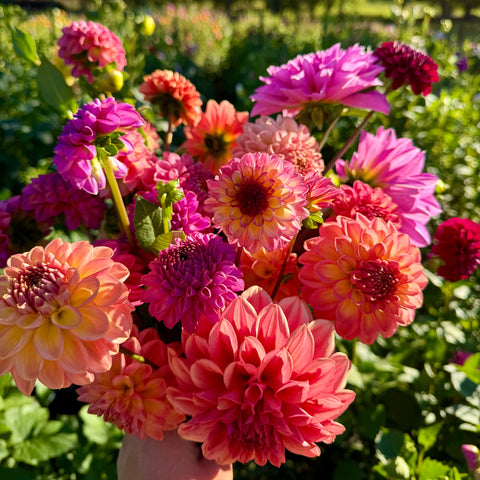 First Roots Farm mystery dahlia tuber sale with fall shipping for next season's gardens