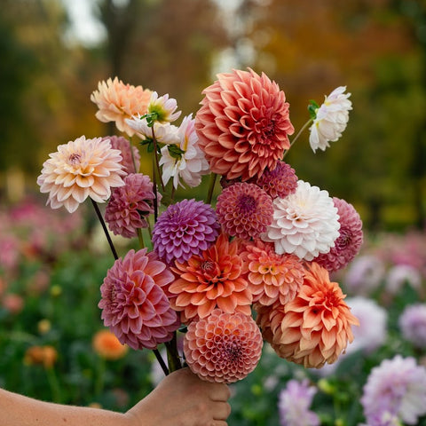 First Roots Farm mystery dahlia tuber bundles for gardeners and flower farmers
