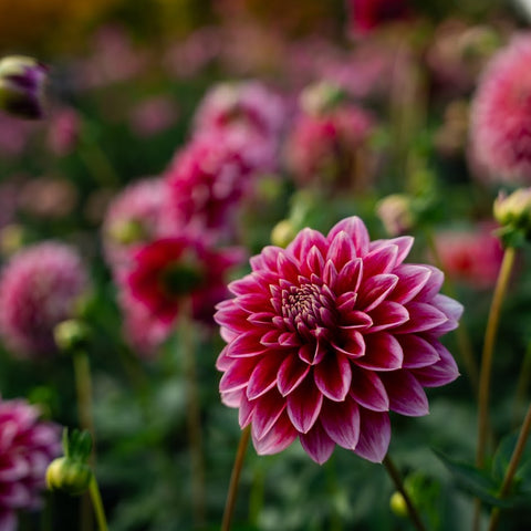 Mystery dahlia tubers for sale with fall shipping from First Roots Farm