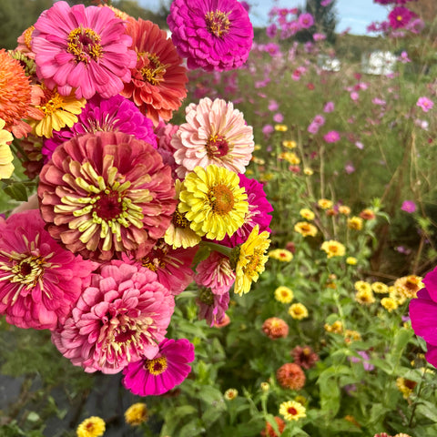 Close-up of colorful flowers with a blurred natural background