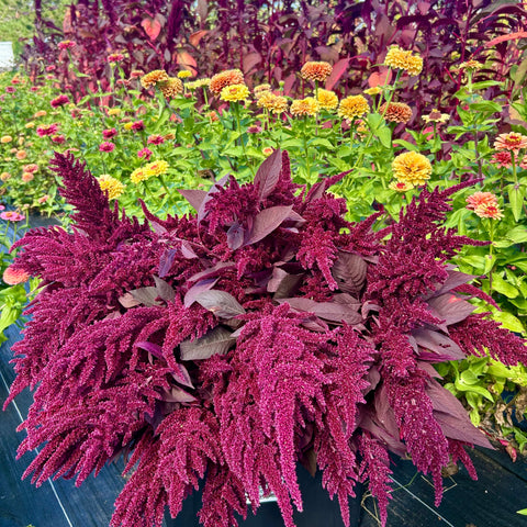 Purple amaranth plant with yellow flowers in the background