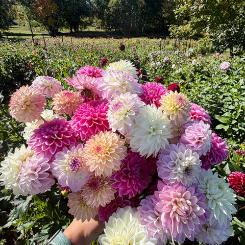 Bulk mystery dahlia tubers with fall shipping for flower farmers