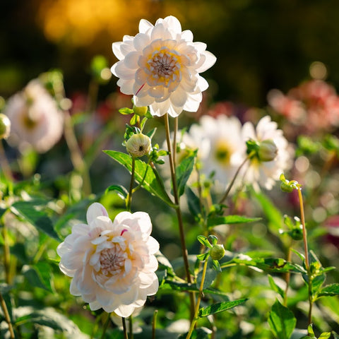 Mystery dahlia tuber bundles featuring varieties grown for cut flowers