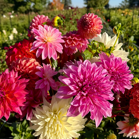 Mystery dahlia tuber packs featuring farm-grown cut-flower varieties