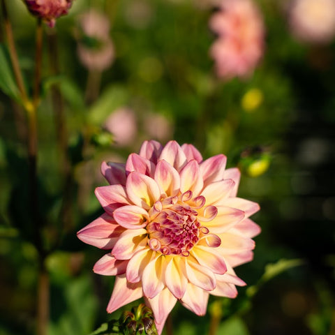 Mystery dahlia tuber bundles for growing colorful cut flowers next season