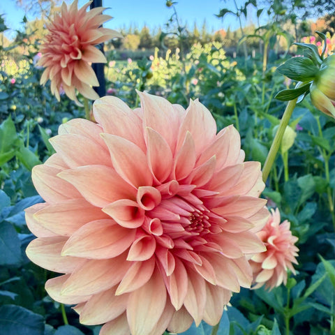 Order mystery dahlia tubers in fall to prepare for next year's flower garden