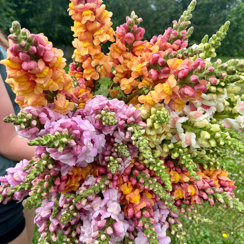 Snap dragons Flower Farm First Roots Farm