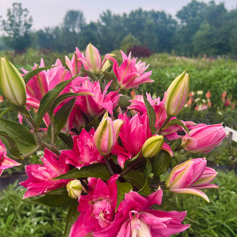 Bouquet of pink lilies with green leaves in a garden setting