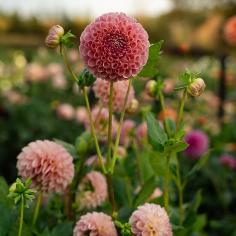 Dahlia varieties grown for cutting and arranging fresh garden flowers
